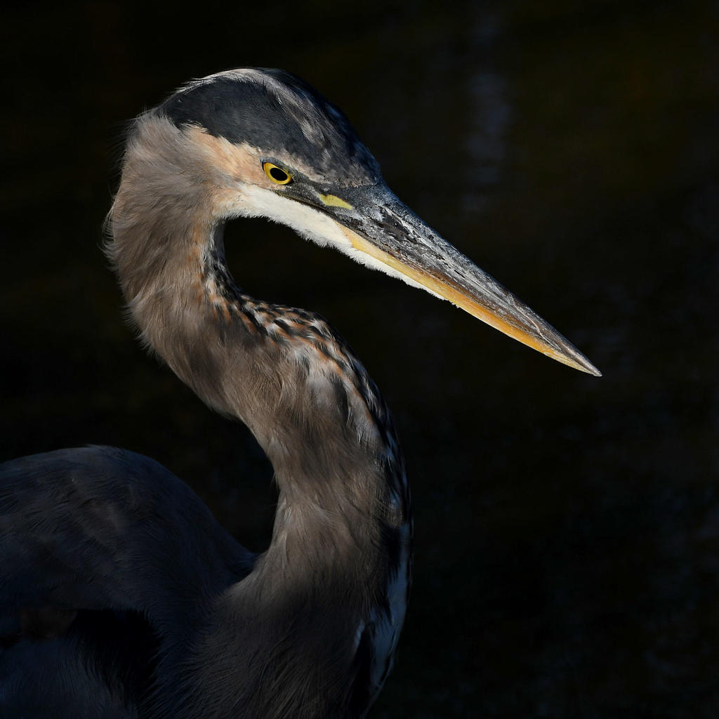BlueHeron3.jpg
