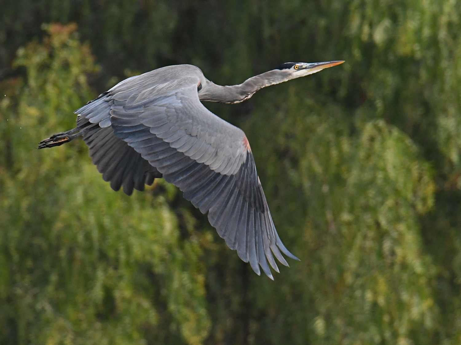 BlueHeron3.jpg