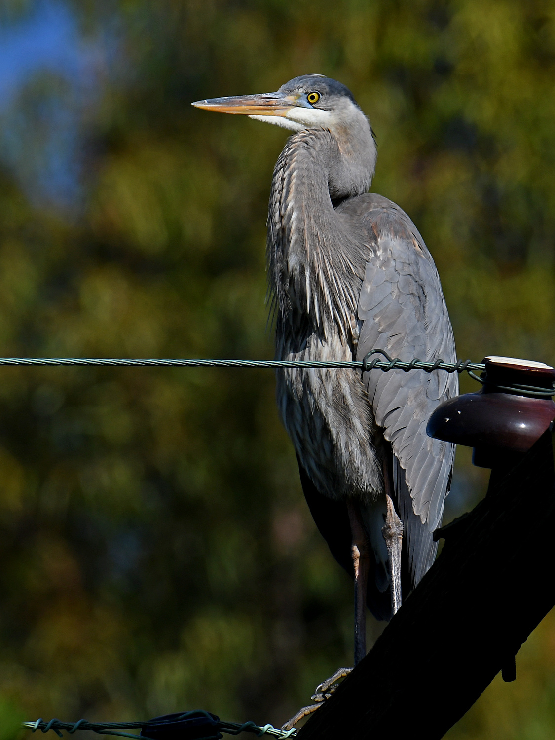 BlueHeron3.jpg