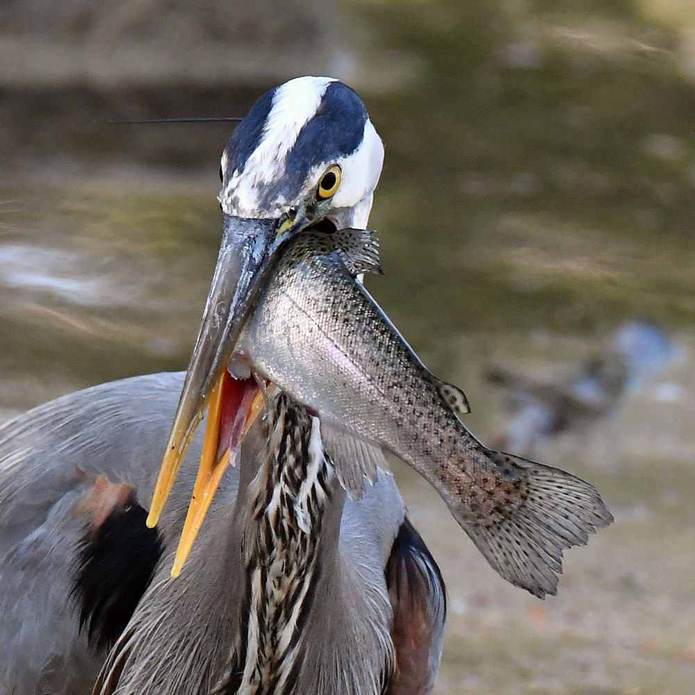 BlueHeron30.jpg