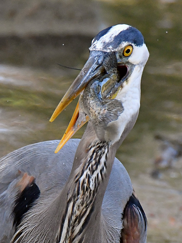 BlueHeron31.jpg
