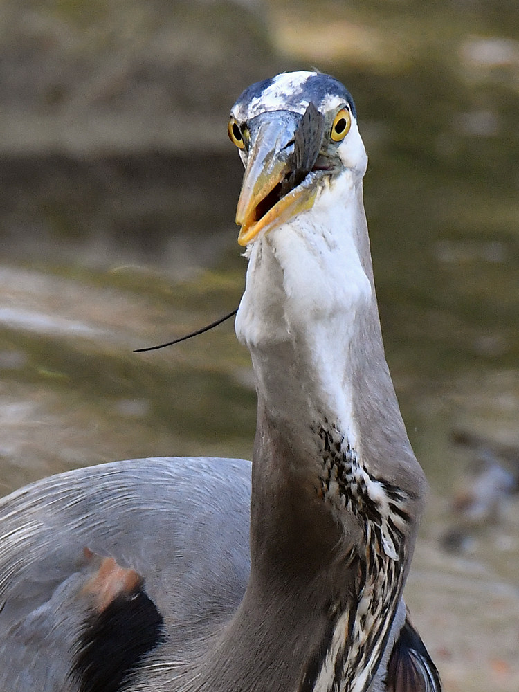 BlueHeron32.jpg