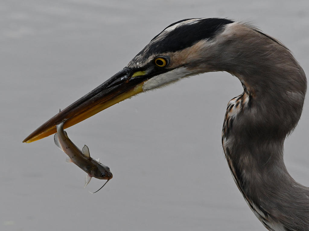 BlueHeron34.jpg