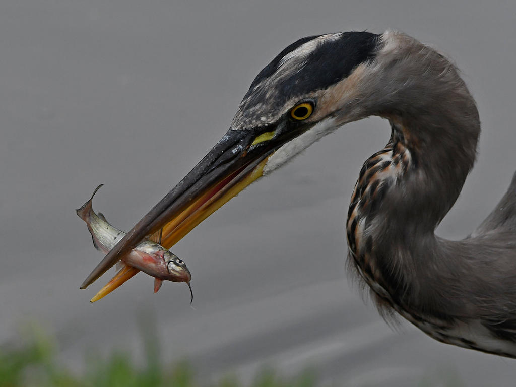 BlueHeron38.jpg