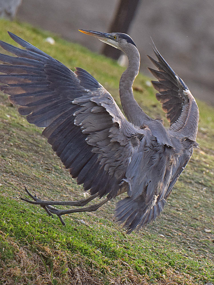 BlueHeron3_2015_03_15.jpg