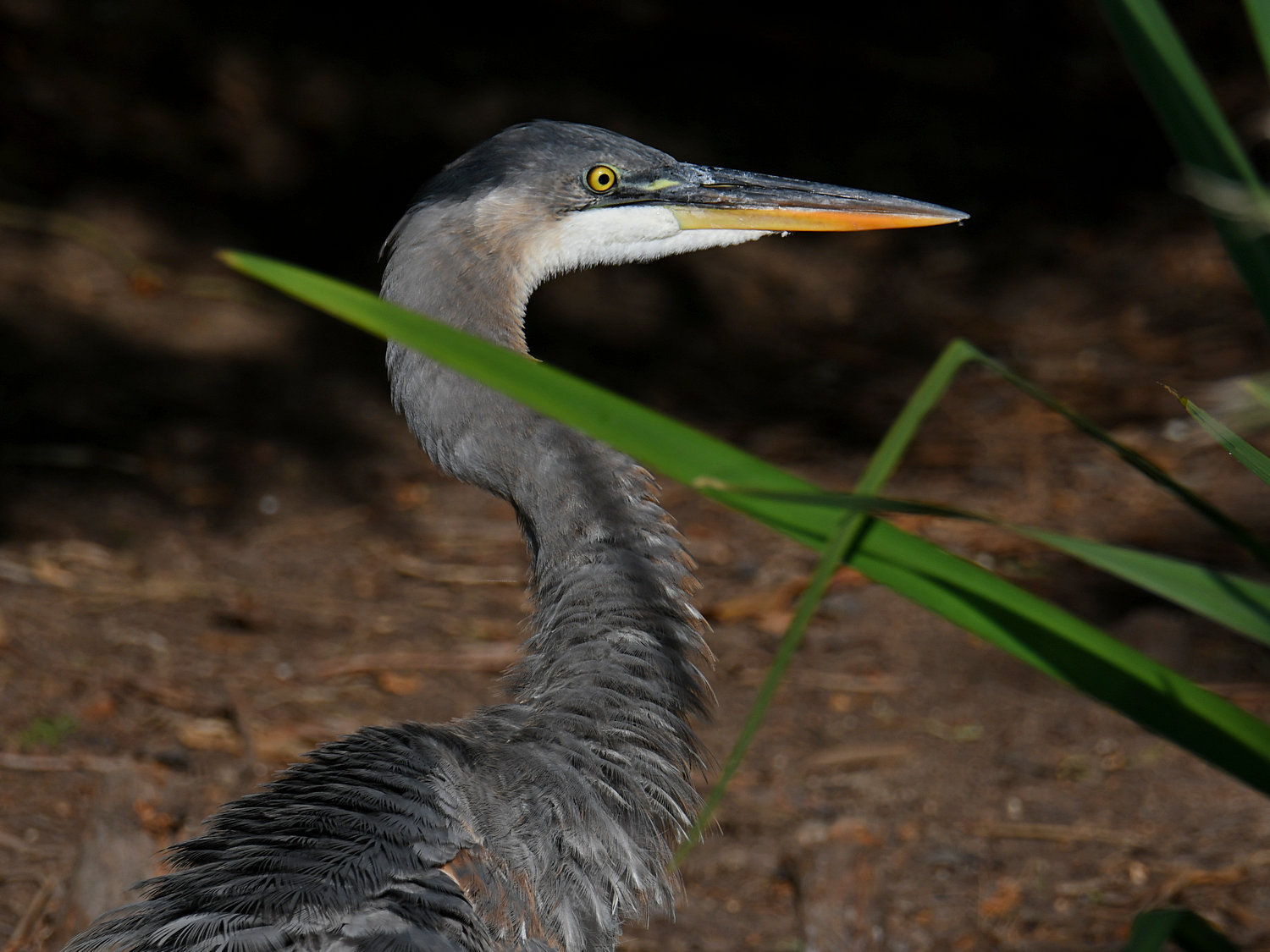 BlueHeron3_2023_10_08.jpg