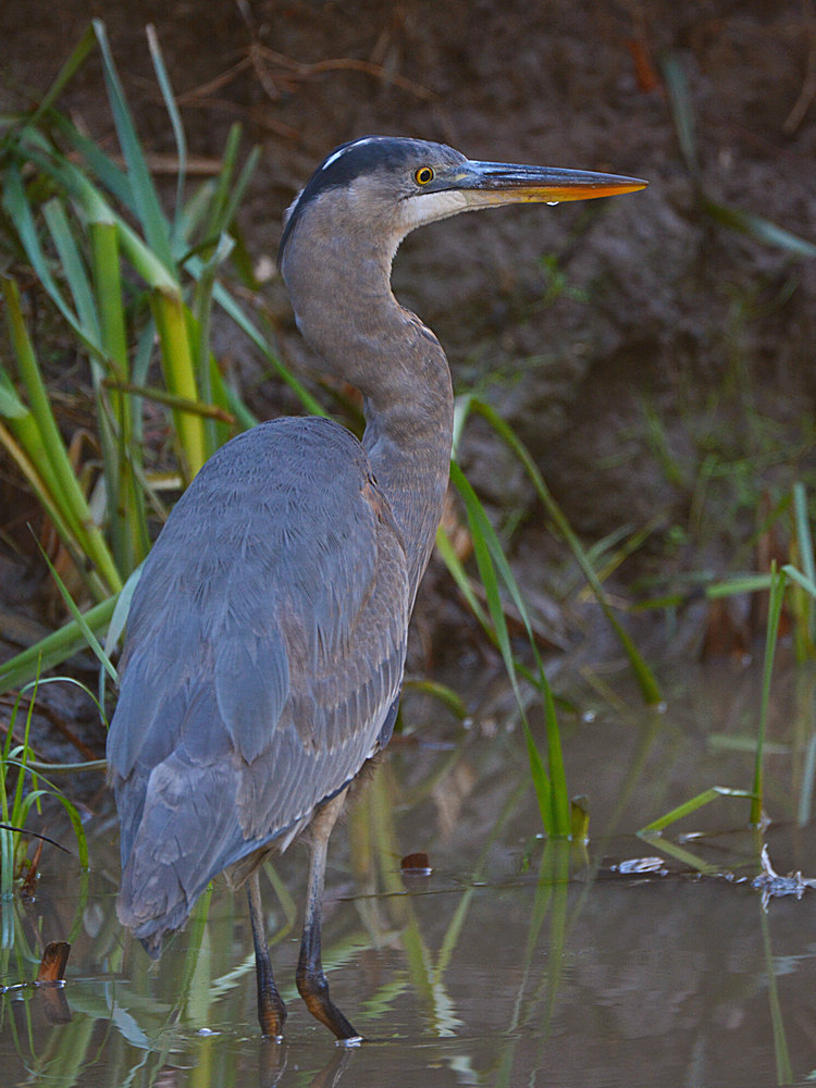 BlueHeron4.jpg