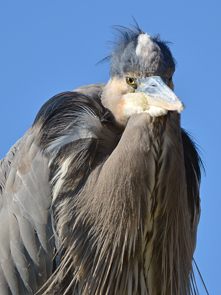 BlueHeron4.jpg