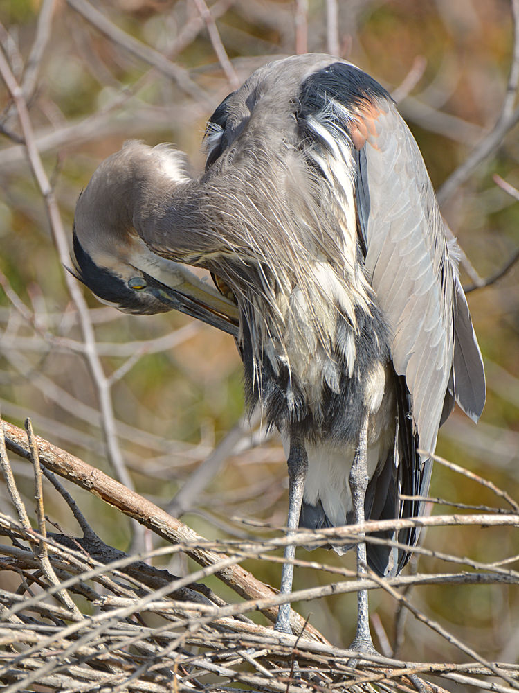 BlueHeron4.jpg