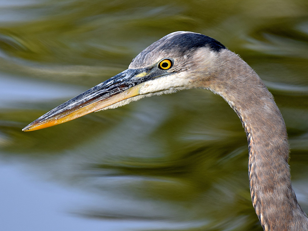 BlueHeron4.jpg