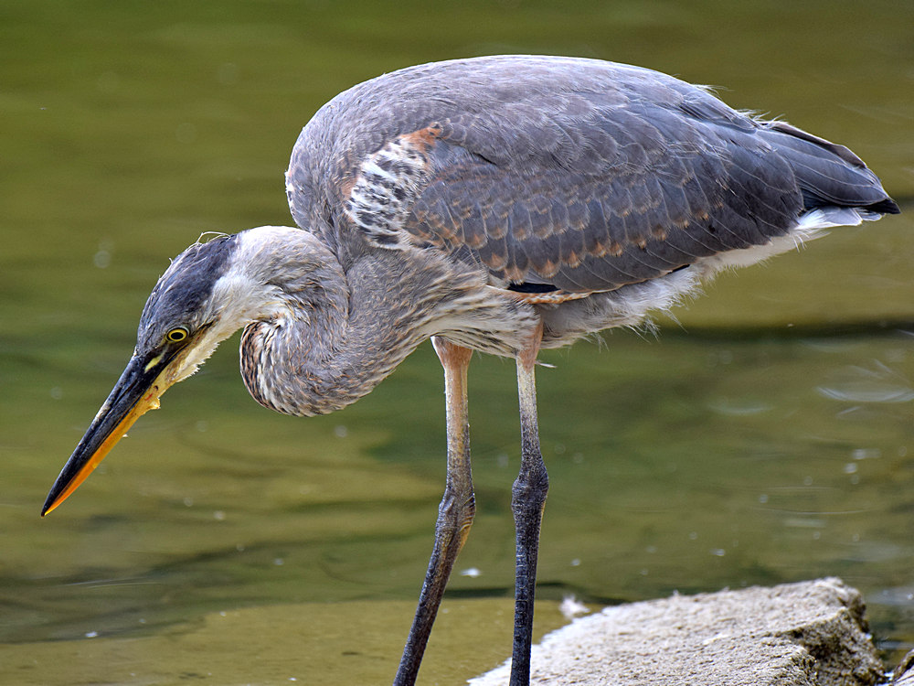 BlueHeron4.jpg