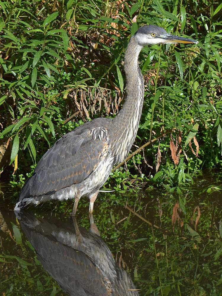 BlueHeron4.jpg