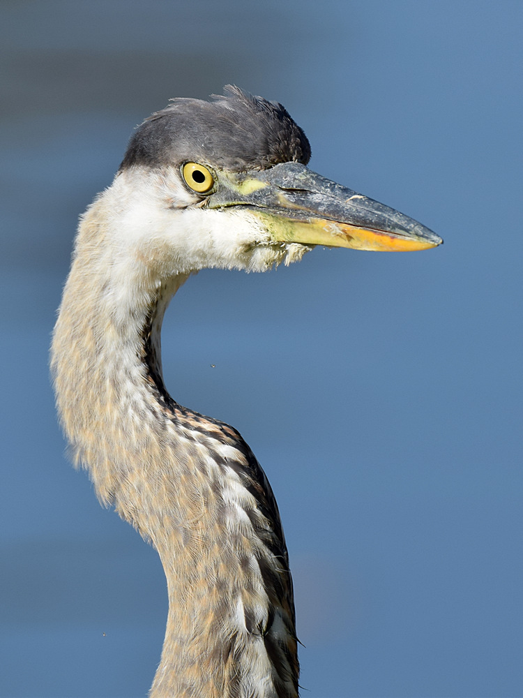 BlueHeron4.jpg