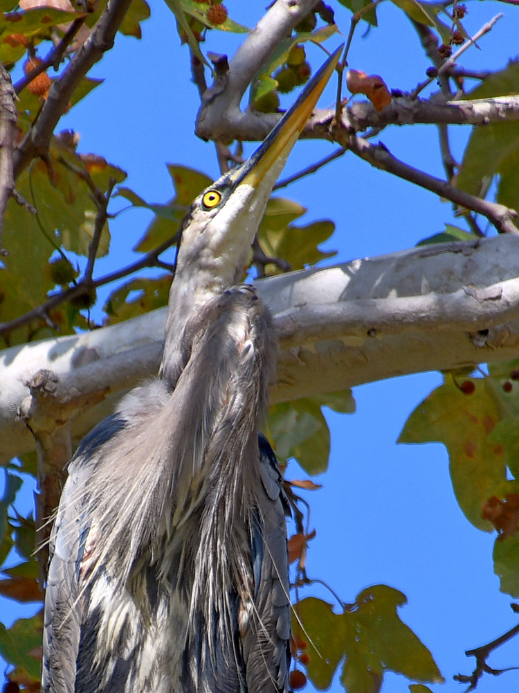 BlueHeron4.jpg