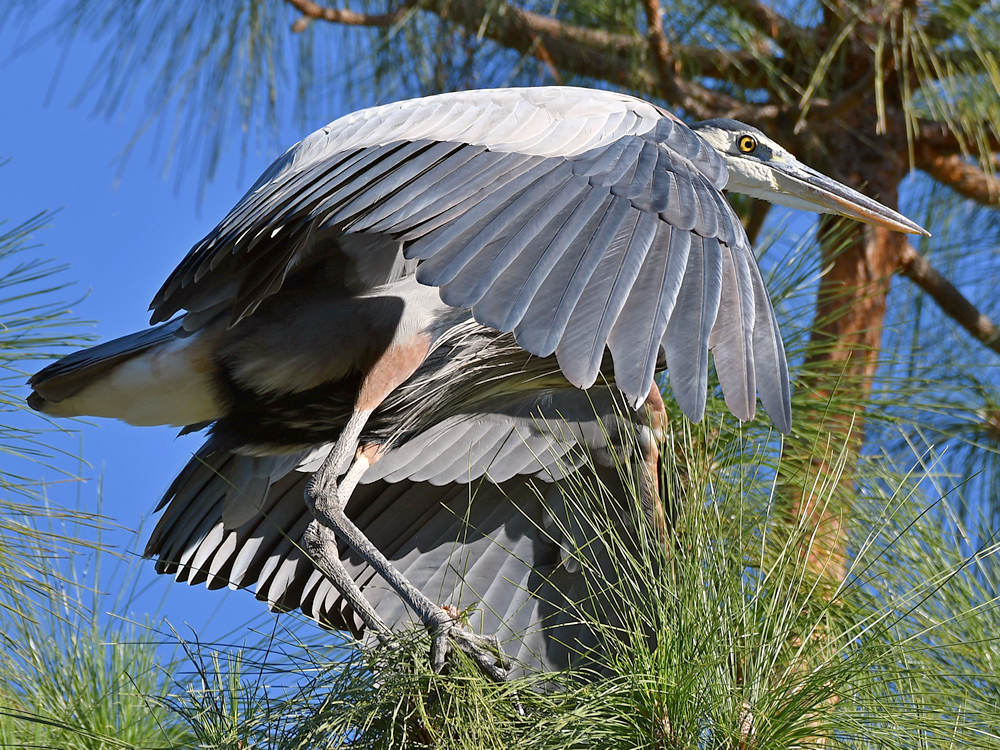 BlueHeron4.jpg