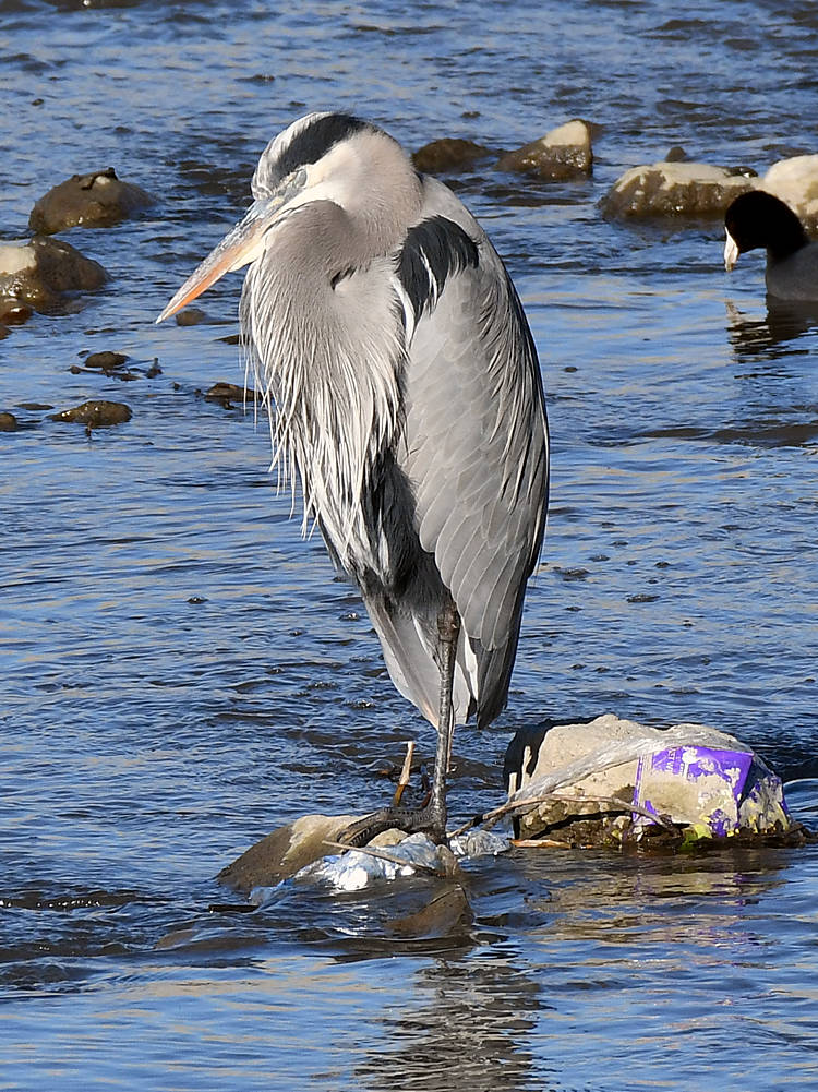 BlueHeron4.jpg