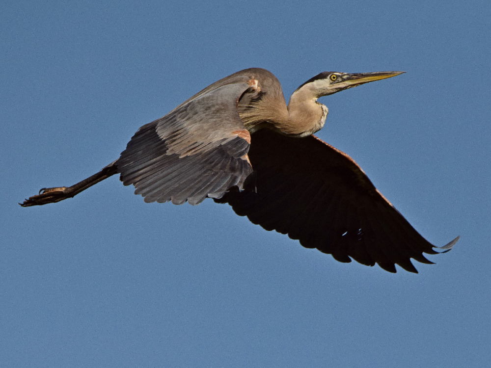 BlueHeron4.jpg