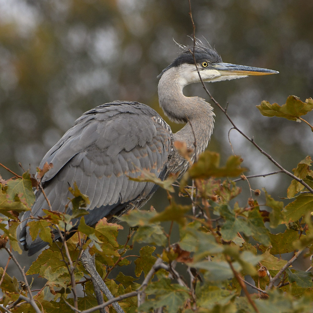 BlueHeron4.jpg