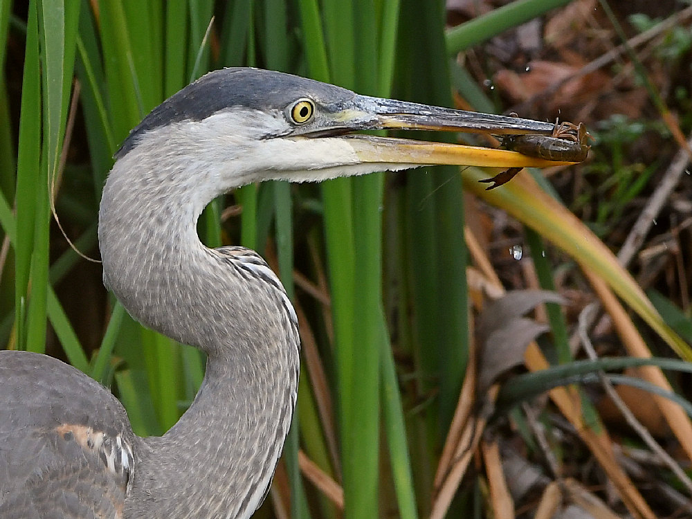 BlueHeron4.jpg