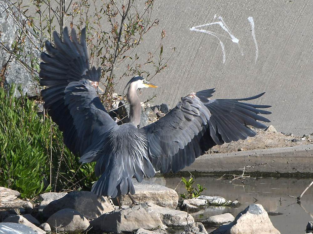 BlueHeron4.jpg