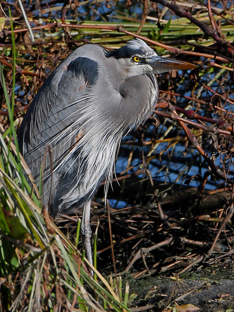 BlueHeron4.jpg