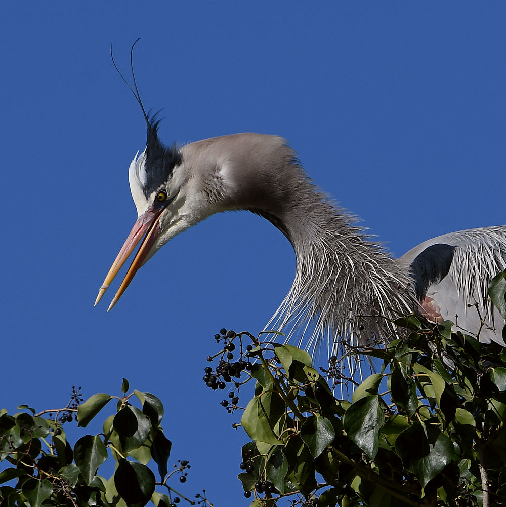 BlueHeron4.JPG
