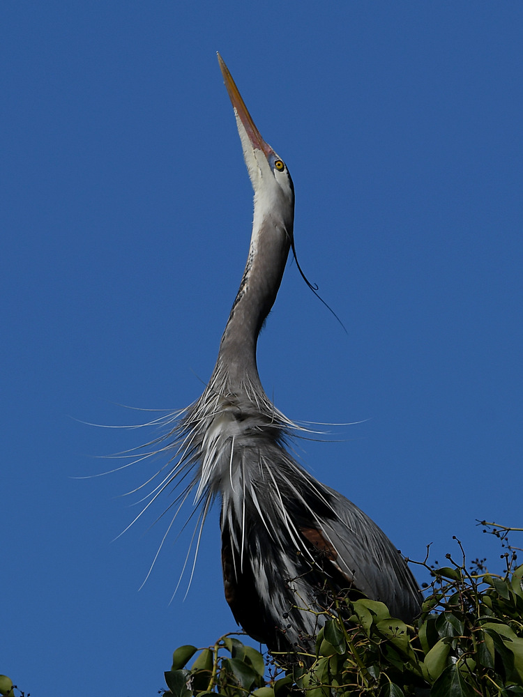 BlueHeron4.JPG