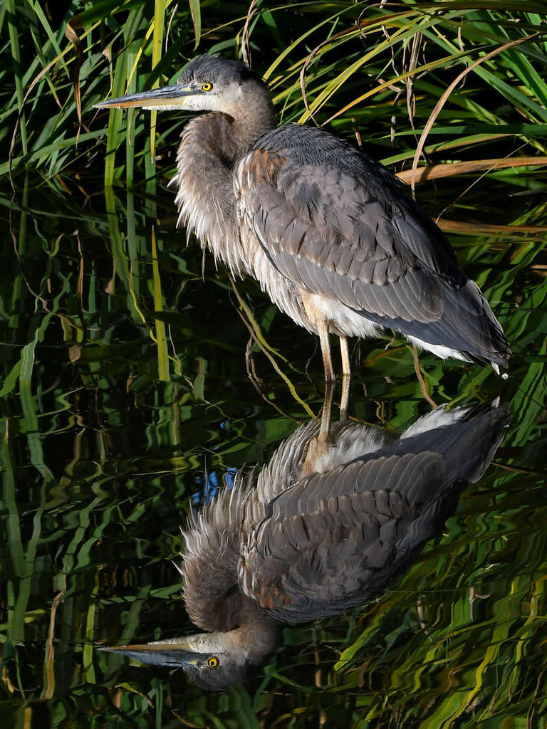 BlueHeron4.jpg
