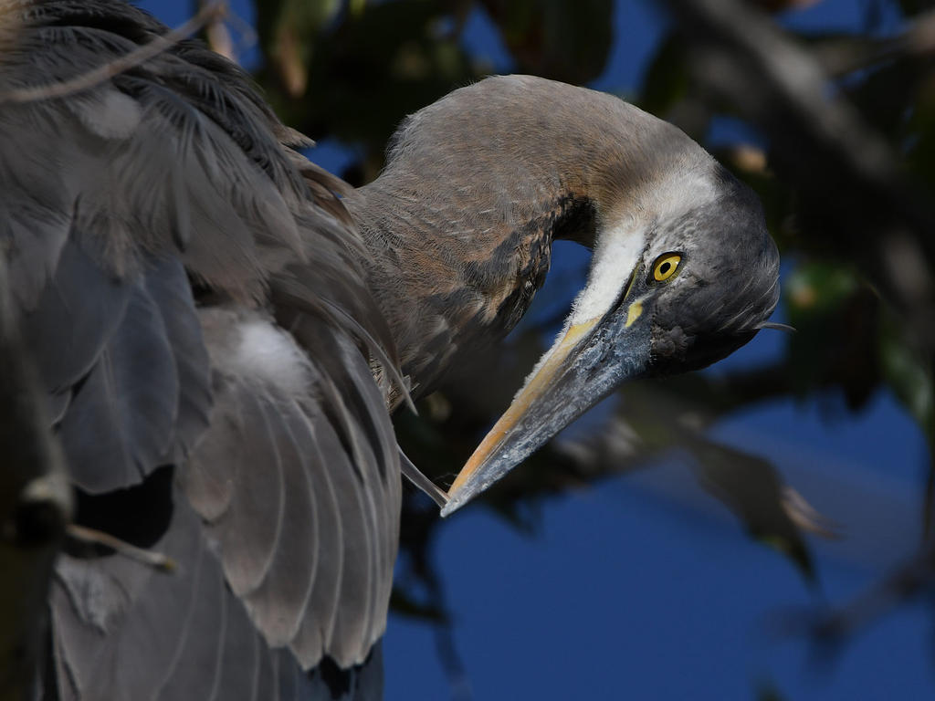 BlueHeron4.jpg