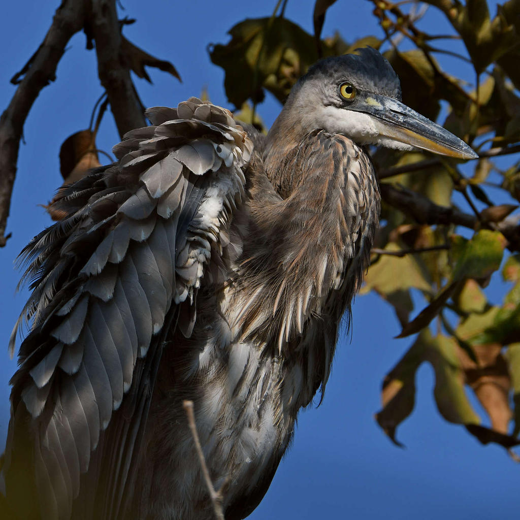 BlueHeron4.jpg