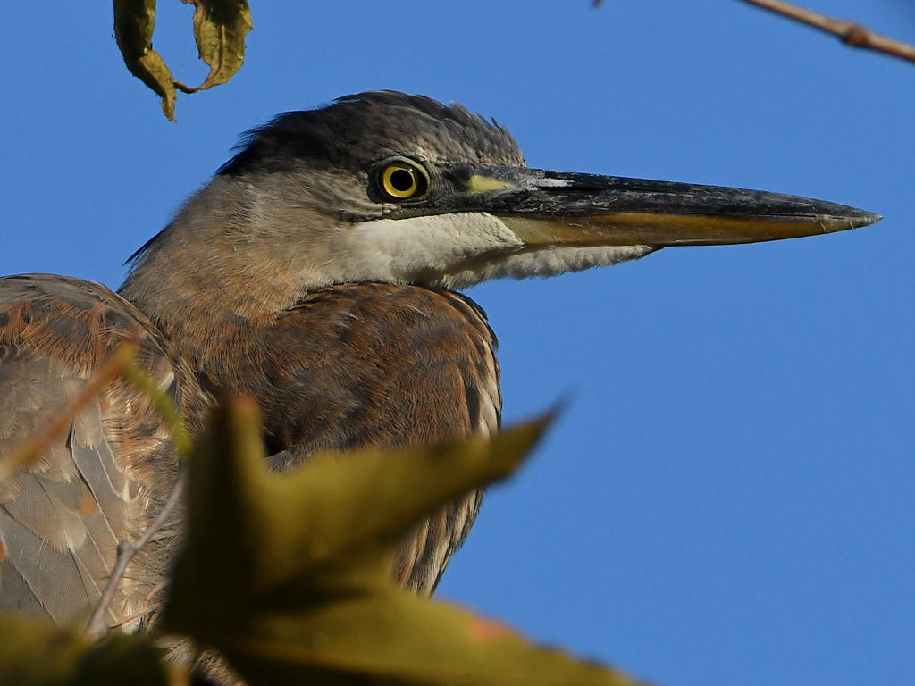 BlueHeron4.jpg