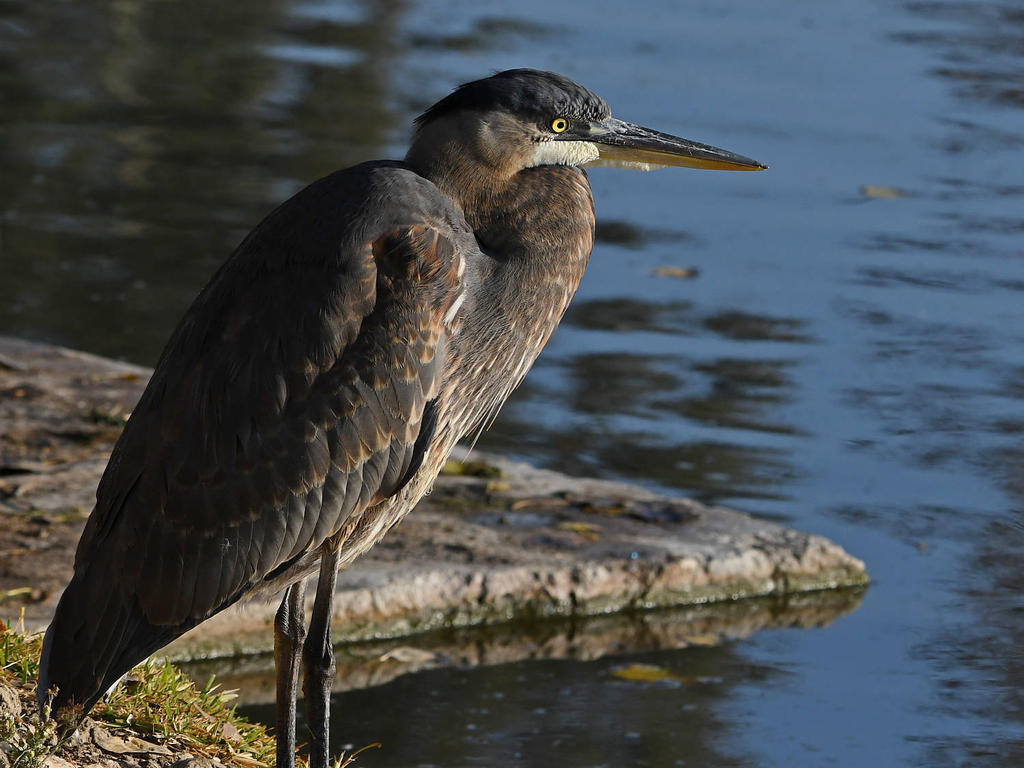 BlueHeron4.jpg