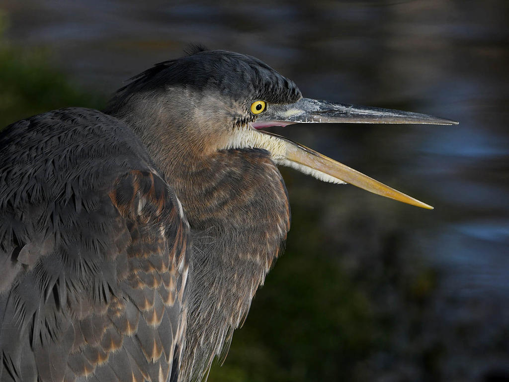BlueHeron4.jpg