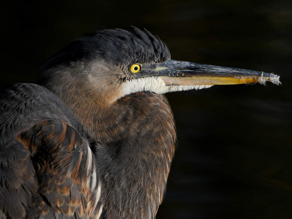 BlueHeron4.jpg