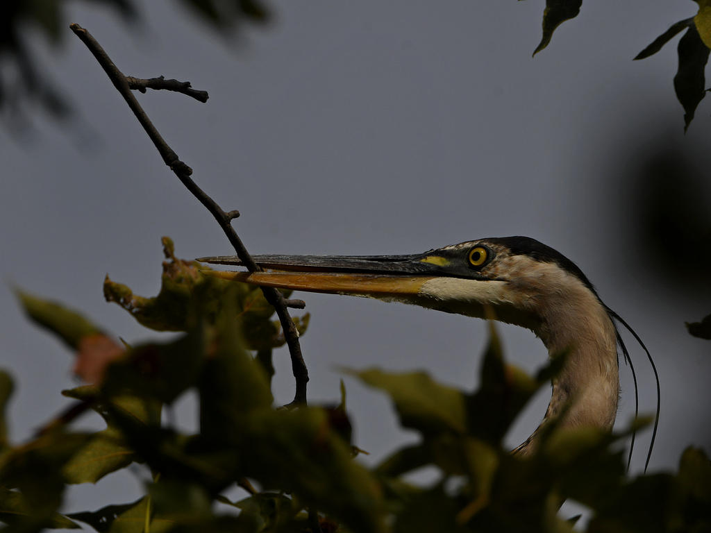 BlueHeron4.jpg