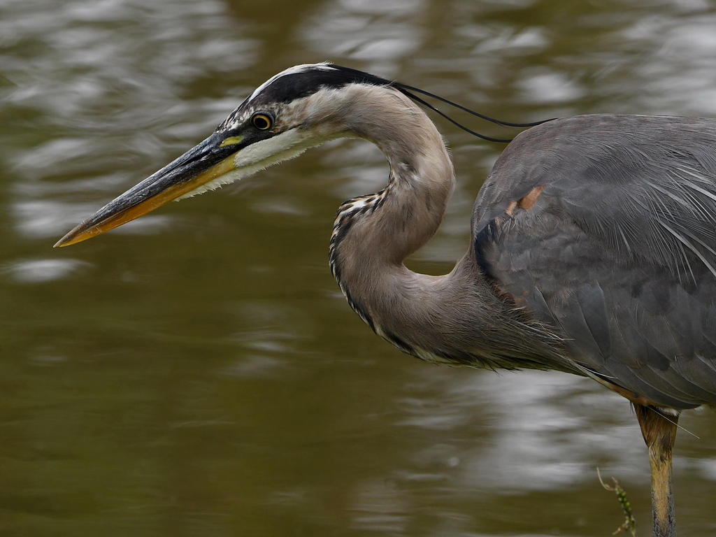 BlueHeron4.jpg