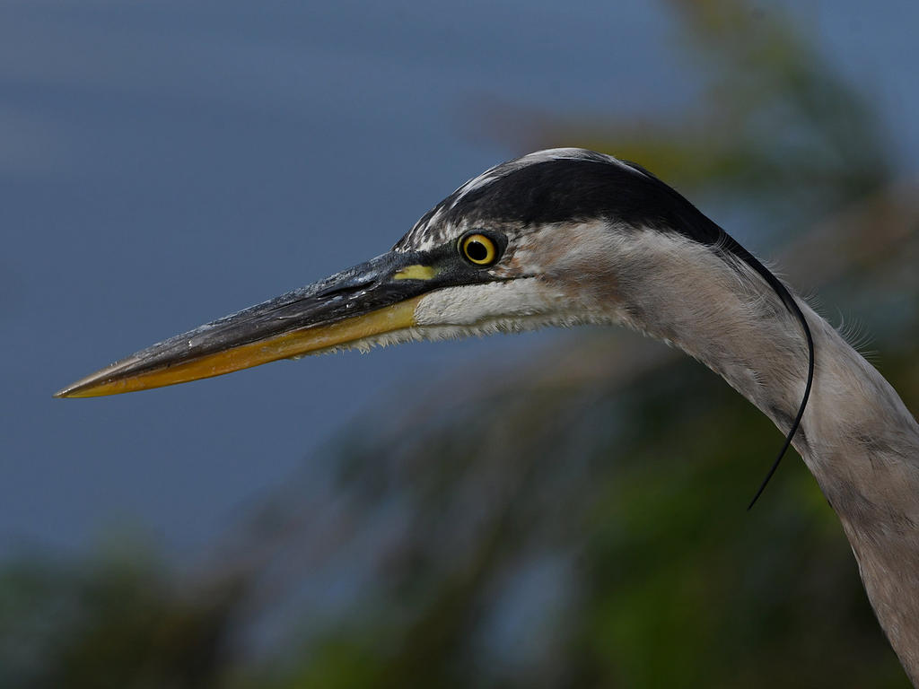BlueHeron4.jpg