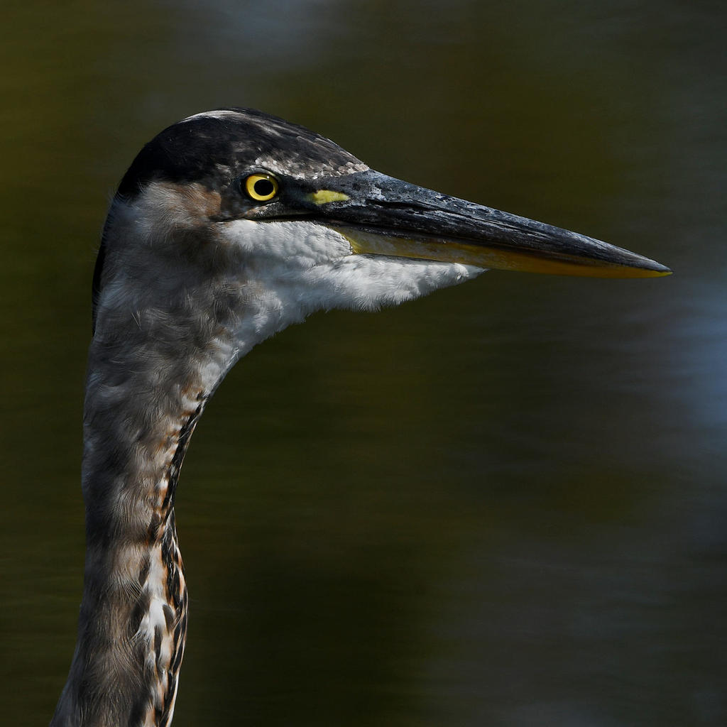 BlueHeron4.jpg