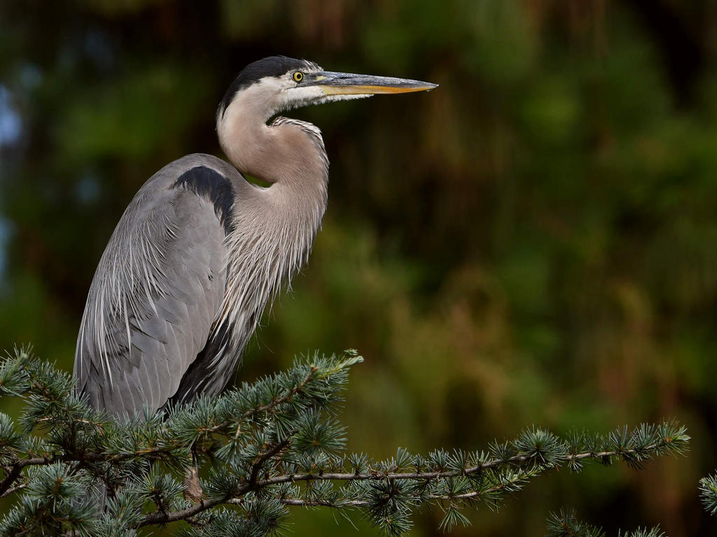 BlueHeron4.jpg