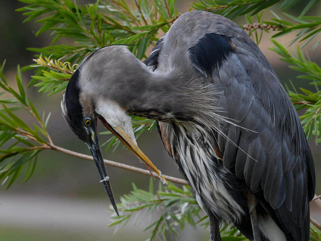 BlueHeron4.jpg