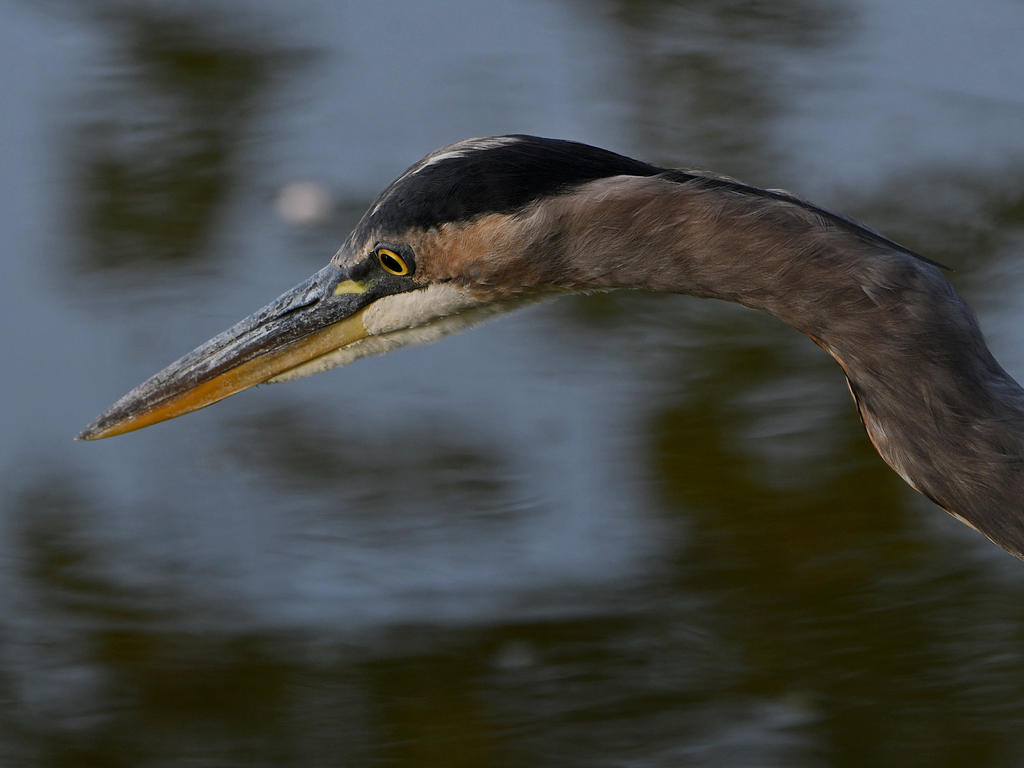 BlueHeron4.jpg