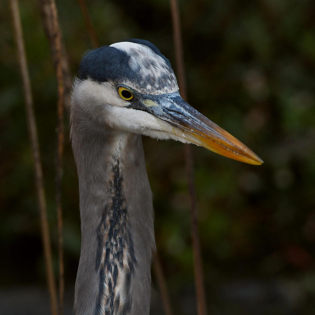 BlueHeron4.jpg