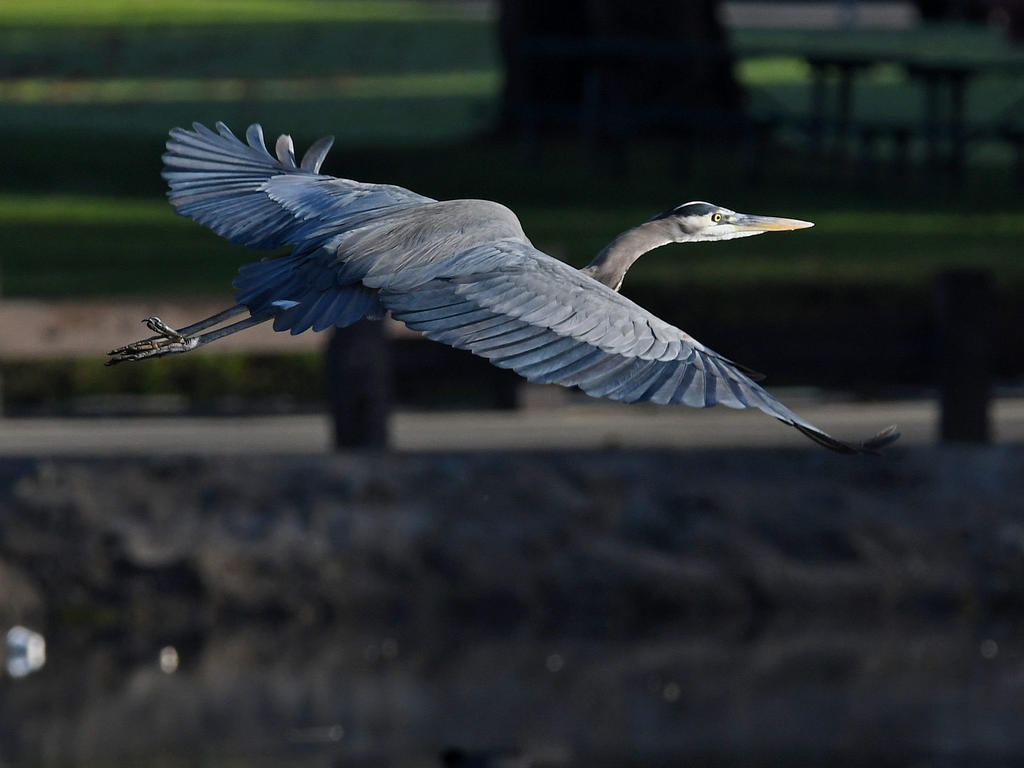 BlueHeron4.jpg