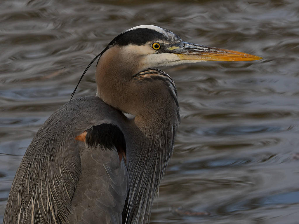 BlueHeron4.jpg
