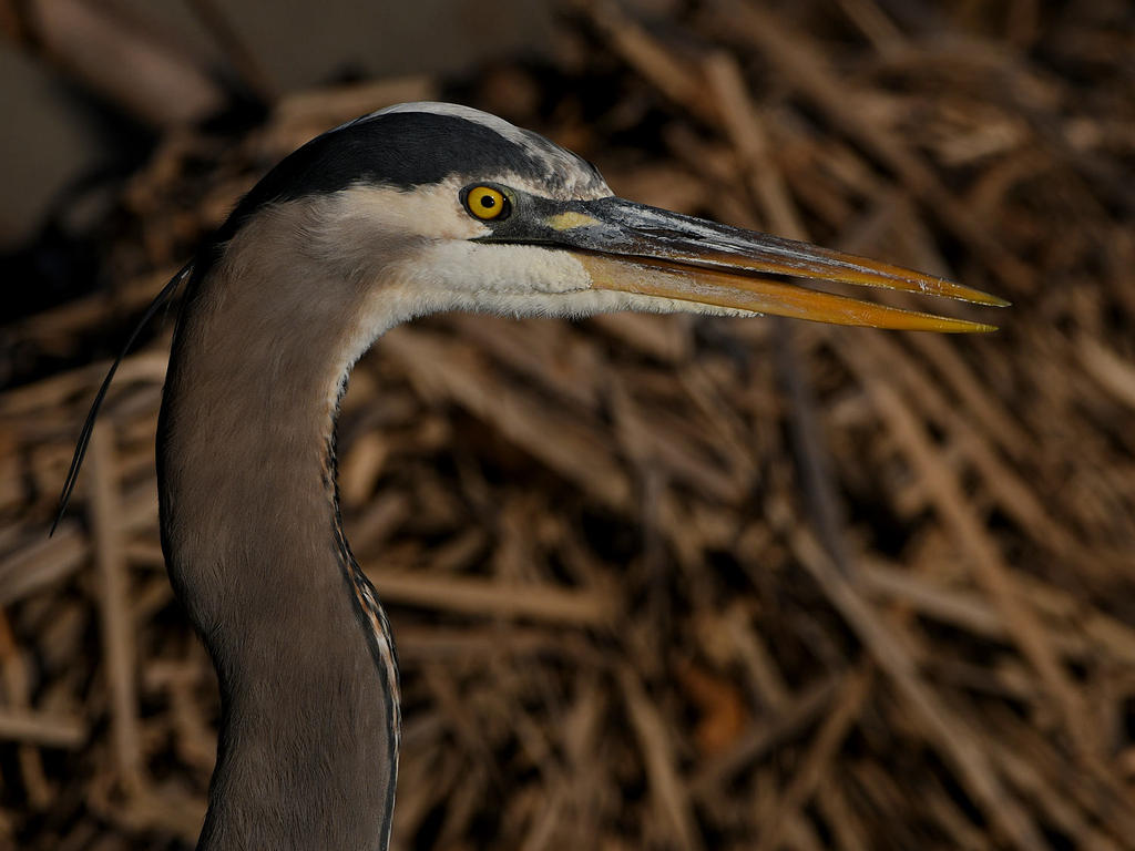 BlueHeron4.jpg