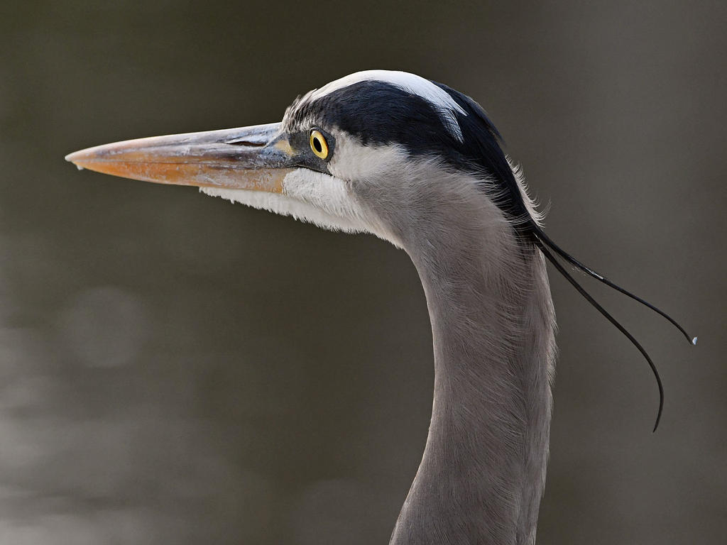 BlueHeron4.jpg