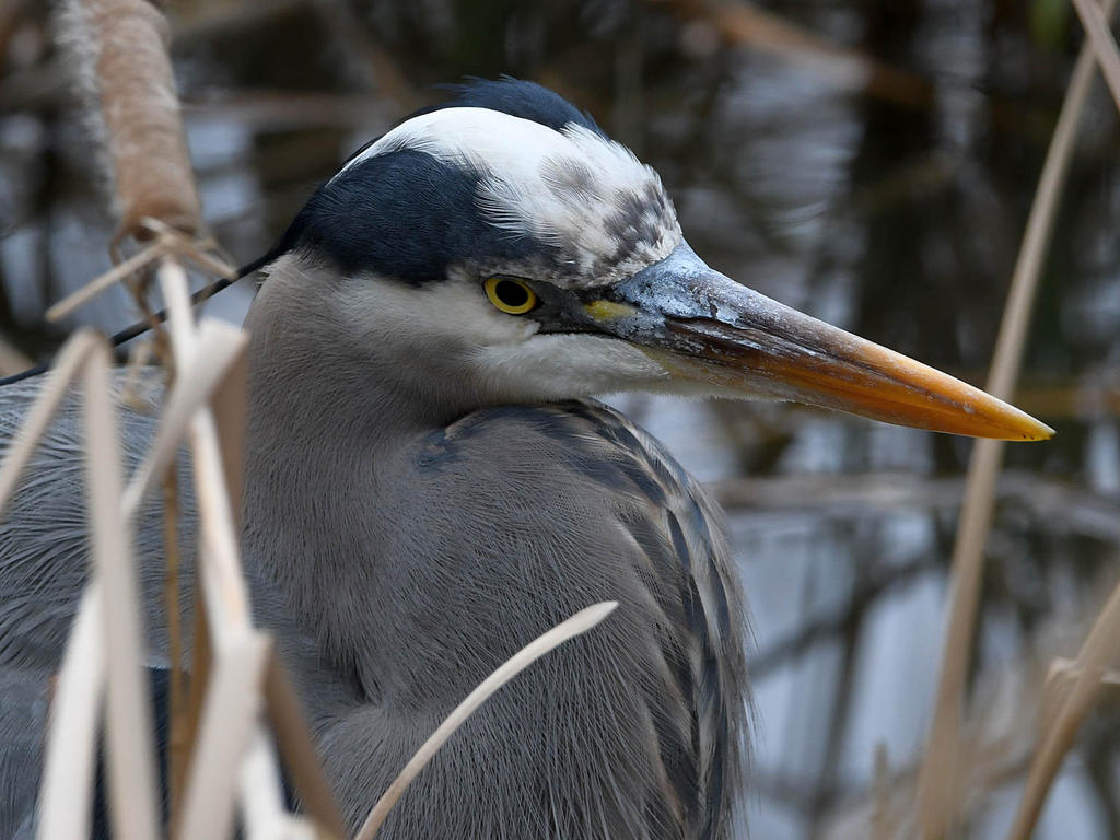 BlueHeron4.jpg