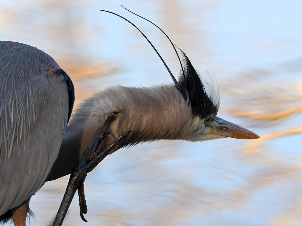 BlueHeron4.jpg
