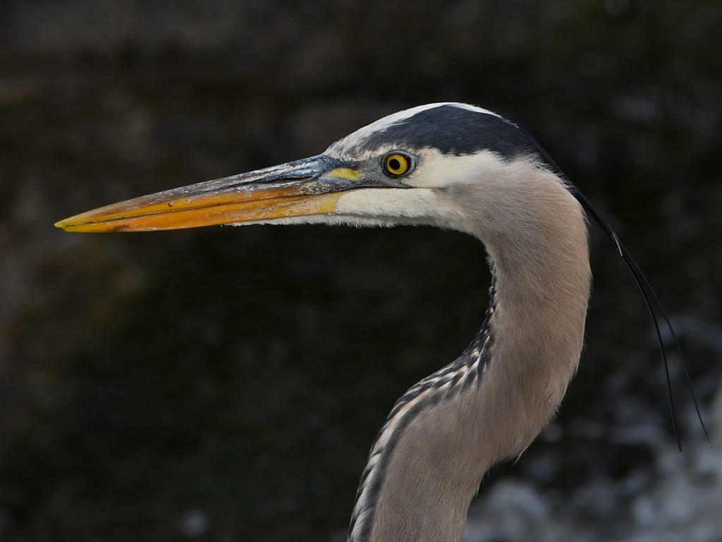 BlueHeron4.jpg
