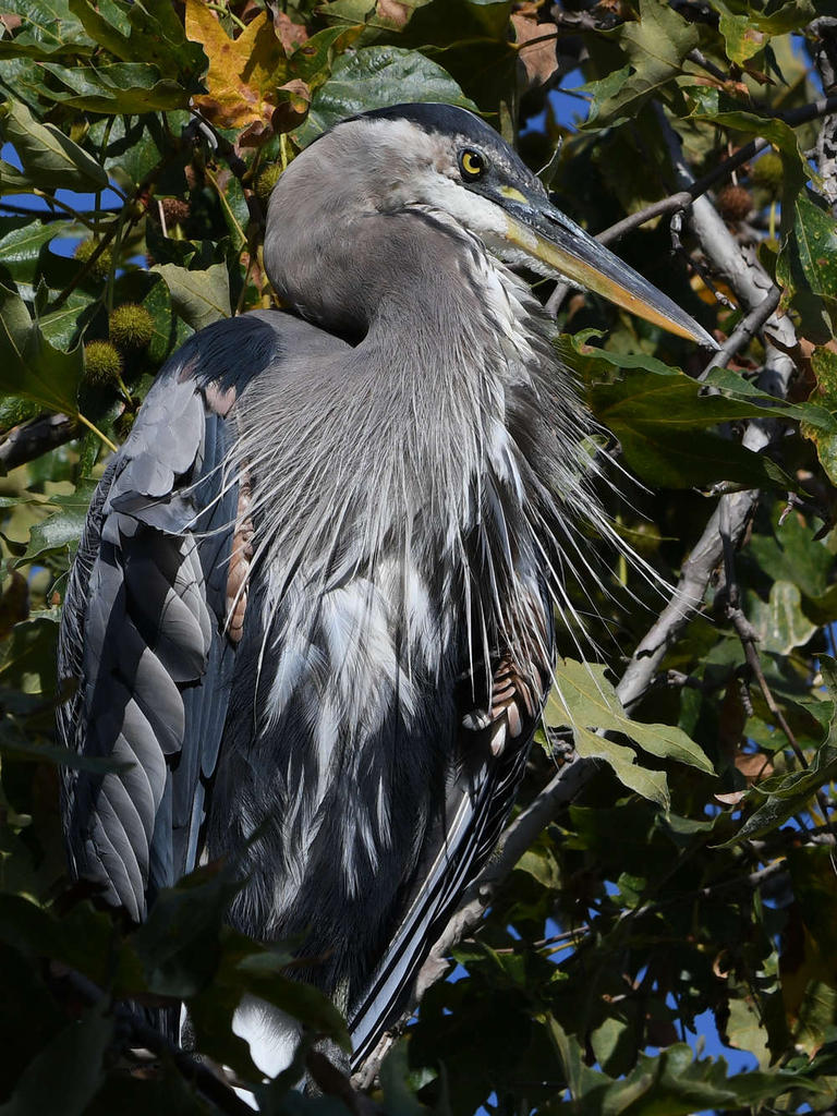 BlueHeron4.jpg
